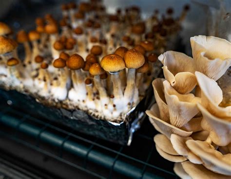 The Environmental Benefits of Using Magic Mushroom Grow Bags